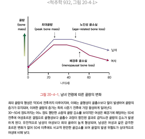 <척추학 932, 글미 20-4-1> / 그림 20-4-1, 남녀 연령에 따른 골량의 변화 / 최대 골량의 형성은 약 30세 전후까지 이루어지며, 이때는 골형성이 골흡수보다 많이 발생하여 골량의 증가가 유지되며, 이러한 골량의 증가는 사춘기 전후에 가장 왕성하게 일어난다. 30~50세 정도까지는 어느 정도 평탄한 소량의 골량 감소를 보이지만 여성은 폐경기에 해당하는 50세 전후에 여성호르몬 결핍으로 골형성보다 골흡수 과정이 향진된 결과로 급작스런 골량의 감소가 발생하게 된다. 유전적으로 남성이 여성보다 최대 골량이 높게 형성되며, 남성은 여성과 같은 급격한 호르몬 변화가 없어 50세 이후에도 비교적 완만한 골감소를 보여 골정의 발생 위험도가 상대적으로 여성에 비해 낮다.